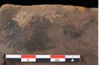 Foto (Detailansicht) von Rhytisma parschlugianum Ettingshausen (NHMW-GEO-2024-0188-0089a)